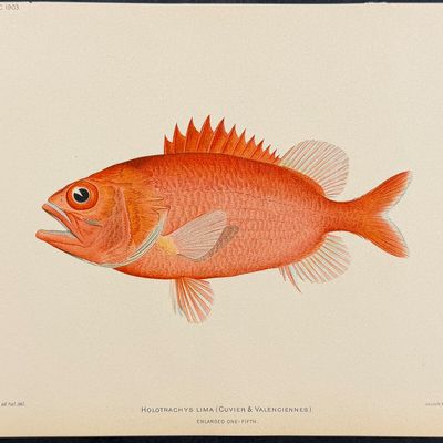 Bien, Hawaii - U'u or Crimson or Pincone Soldierfish [Myripristis Murdjan]