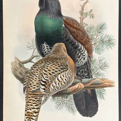Gould, Great Britain - Capercailzie, or Cock of the Wood
