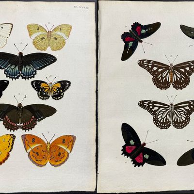 Cramer - 6 Butterfly or Moth Engravings