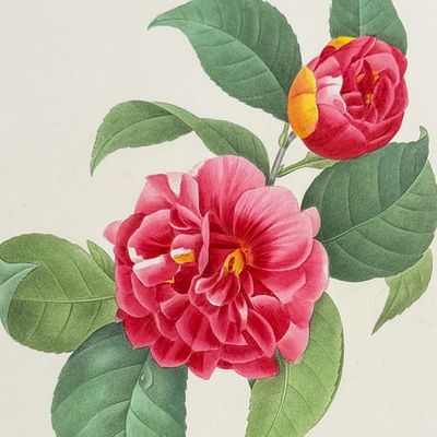 Redoute, Choix - Plumed Camelia [Camelia japonica]
