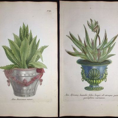 Weinmann - 4 Aloe Engravings