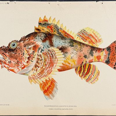Bien, Hawaii - Yellowish Squirrelfish [Flammeo Scythrops]