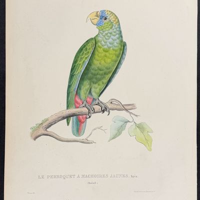 Bourjot Saint-Hilaire - Scaly-headed Parrot [Le Perroquet a Machoirese Jaunes]