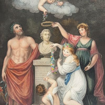 Thornton, Folio - Asculapius, Flora, Ceres and Cupid honouring the Bust of Linnaeus
