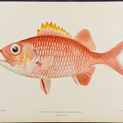Bien, Hawaii - Jenkin's Scorpionfish [Scorpaenopsis Cacopsis]
