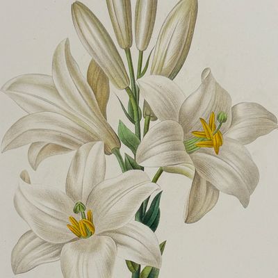 Redoute, Choix - Madonna Lily [Lilium candidum]