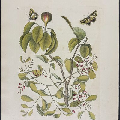 Catesby, Folio - Mancaneel Tree with two Butterflies. 2-95