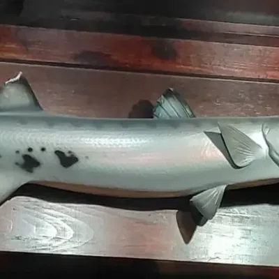 Replica Toothy Jawed Barracuda Mount