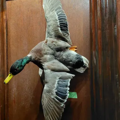Mounted Mallard In Flight