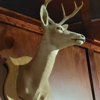 Taxidermy Dear Shoulder Mount On Wooden Plaque