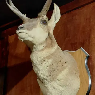 Pronghorn Antelope Shoulder Mount