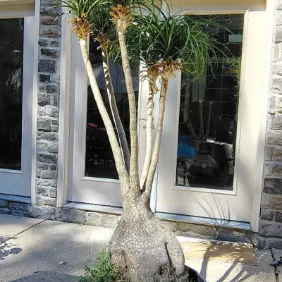Large Pony Tail Palm In Planter 