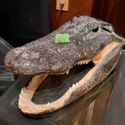 Taxidermied American Alligator Head