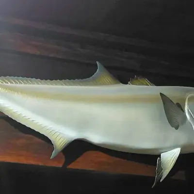 Replica Amberjack Fish Wall Mount