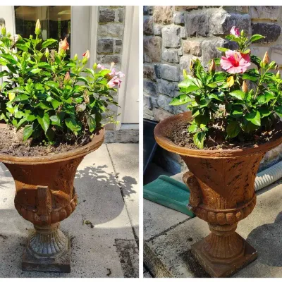 Two Potted Hibiscus With Terracotta Planters