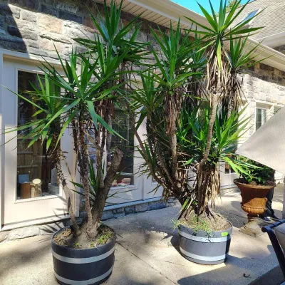 Pair Of Spineless Yucca Plants In Planters 