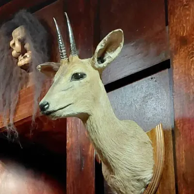 Taxidermy Small Antelope Shoulder Mount