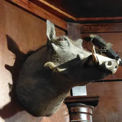 Taxidermy African Warthog Shoulder Mount