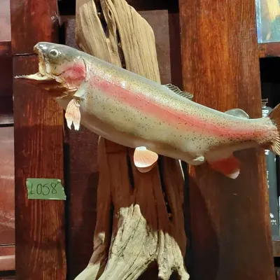 Taxidermy Wall Mount of a Rainbow Trout