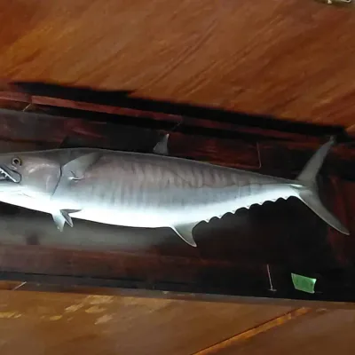 King Mackerel Taxidermy Fish Mount