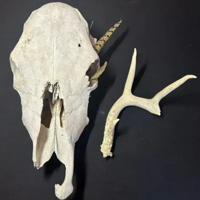 Animal Skull & Deer Shed Antler Collection