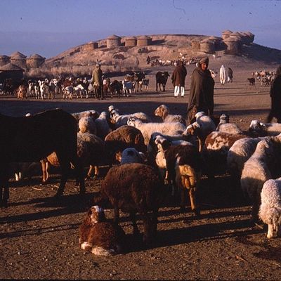 Sale Photo Thumbnail #414: Kodachrome Photo Slide and Digital Print Set Shepherds with Flock Rural Village Scene