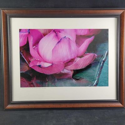 Sale Photo Thumbnail #408: Lotus Lily Flower and Water Photograph by Etta Jean Juge Nature