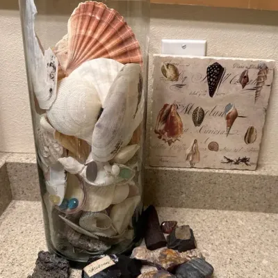 Seashells And Rocks