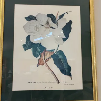 Magnolia Framed Print And Decor