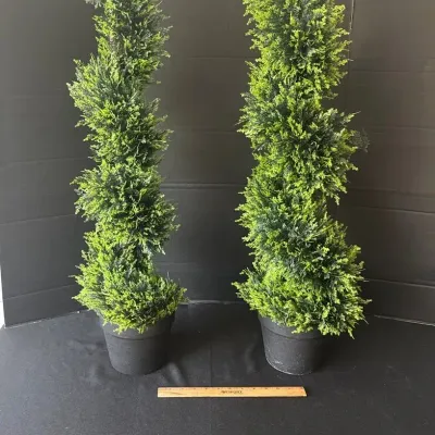 Pair Cypress Trees