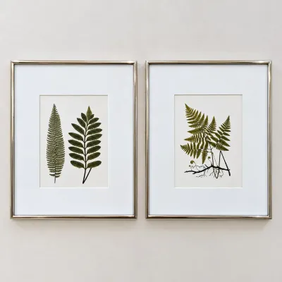 Sale Photo Thumbnail #84: Pair of framed botanical fern prints in slim gold-toned metal frames with white matting.