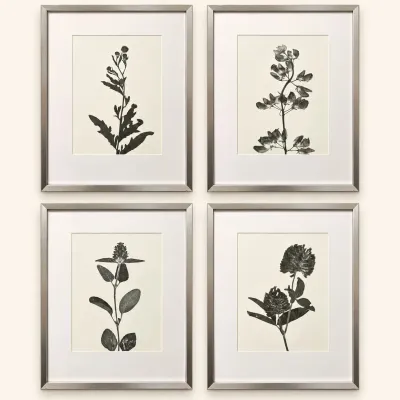Sale Photo Thumbnail #128: Set of four black-and-white botanical prints in modern brushed silver frames with white mats.