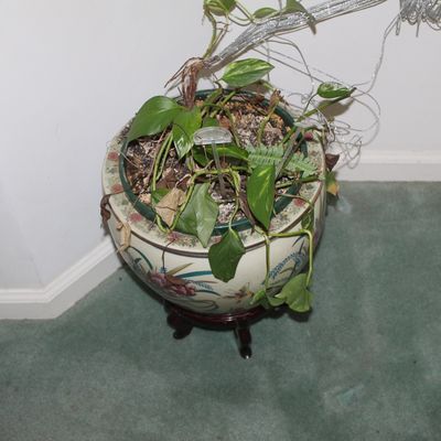 Sale Photo Thumbnail #105: Chinese-style ceramic fishbowl planter featuring hand-painted floral and bird motifs, displayed on a dark wood stand and holding a live houseplant.