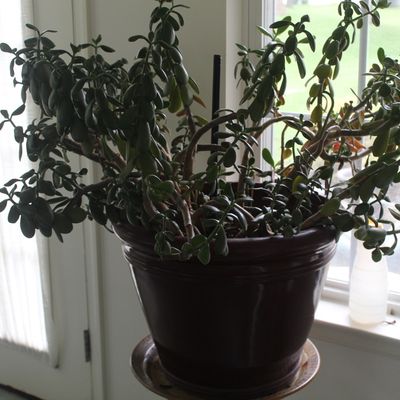 Sale Photo Thumbnail #69: Large, mature jade plant housed in a dark brown glazed ceramic pot with a matching saucer.