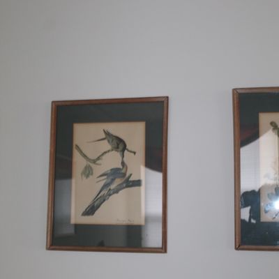 Sale Photo Thumbnail #6: Framed vintage botanical and ornithological prints, featuring a pair of birds on branches, housed in simple wooden frames with dark matting.
