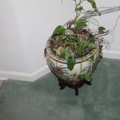 Sale Photo Thumbnail #40: Chinese-style ceramic fishbowl planter featuring hand-painted floral and butterfly motifs, displayed on a dark wood stand with a live pothos plant.
