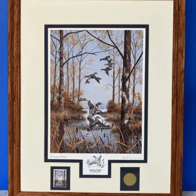Taking Flight Green Winged Teal By Bill Pendergrass