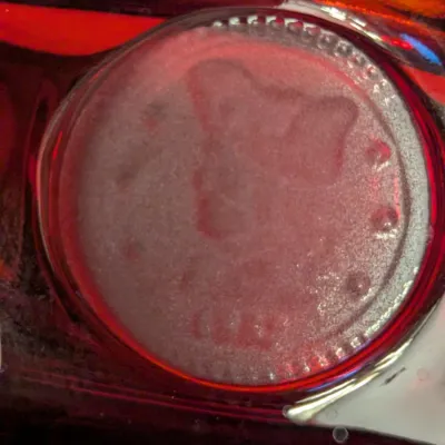 Fostoria Ruby Red Glass Coin Pattern Covered Candy Dish