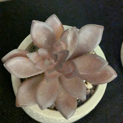 Pair of Faux Succulents in Dotted Cement Pots