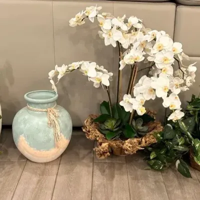 Decorative Plant Lot 