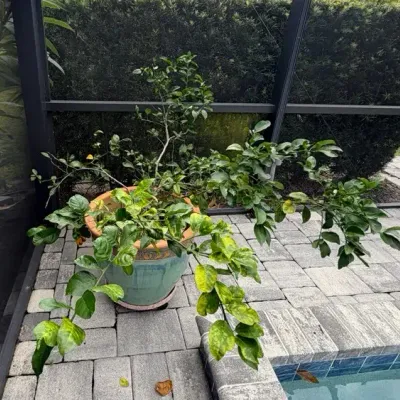 Large Turquoise Glazed Terracotta Planter With Planted Key Lime And Lemon Trees 