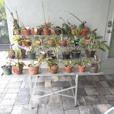Large 4-Tier Metal Plant Stand With Multiple Potted Orchids 