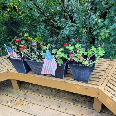 Established Red Geraniums in Black Planters with Solar Lights and Flags & Decor - 4 Pots
