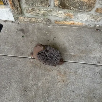 Sale Photo Thumbnail #313: Cast iron hedgehog boot scraper with stiff bristle back, showing some weathering from outdoor use.