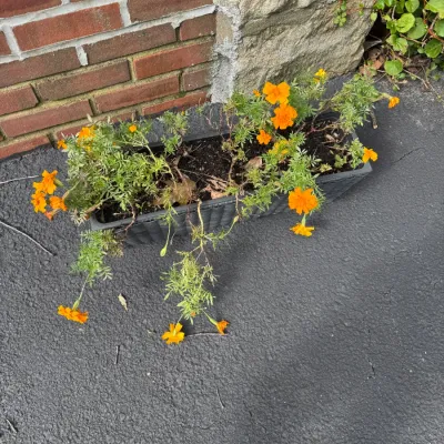 Sale Photo Thumbnail #314: Rectangular plastic window box planter containing orange marigolds, situated on an asphalt surface against a brick wall.