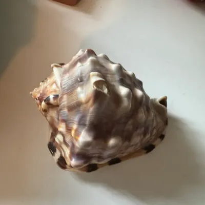 Sale Photo Thumbnail #224: Large natural horned helmet seashell with brown and cream mottled patterns, suitable for coastal decor.