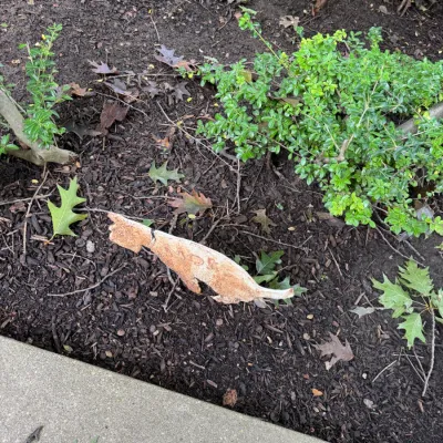 Sale Photo Thumbnail #311: Weathered metal cat garden silhouette stake, showing significant rust and wear from outdoor use.