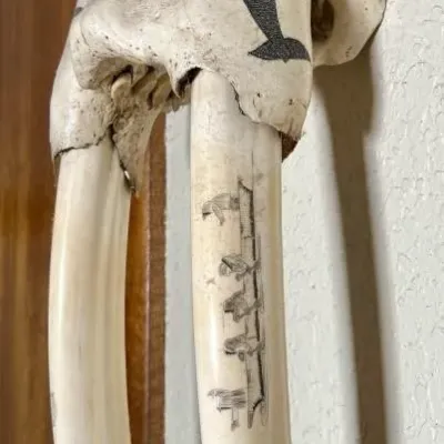 Sale Photo Thumbnail #23: Carved walrus skull with tusks featuring scrimshaw-style etchings of an orca, figures in a boat, and a walrus, mounted on a wall.