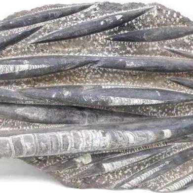 Fossil slab containing multiple polished Orthoceras specimens embedded in a natural stone matrix.