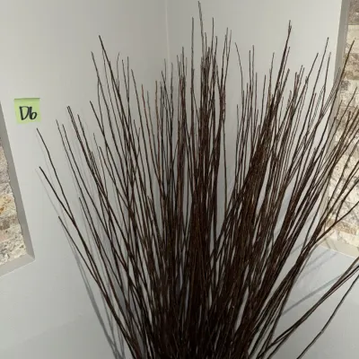 Sale Photo Thumbnail #667: About five and a half feet tall, but each branch varies in size